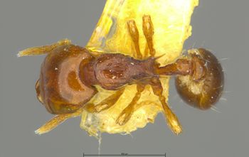 Media type: image;   Entomology 34921 Aspect: habitus dorsal view